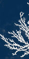 Image Not Available